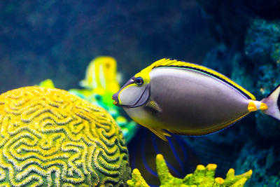 Close-up of fish swimming in sea