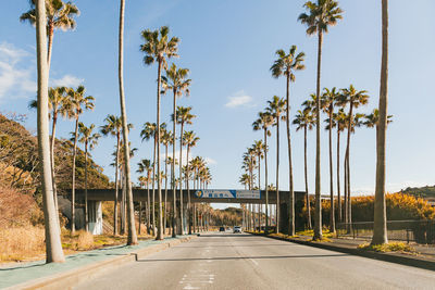 Road by palm trees against sky in city