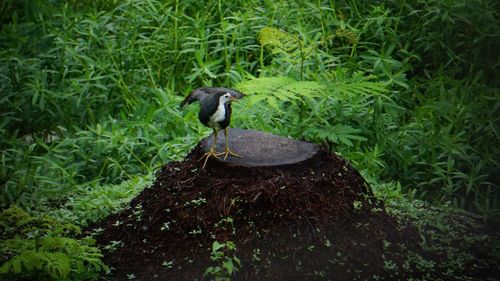 High angle view of bird perching on a tree