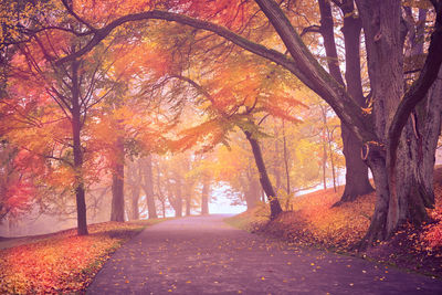 Road amidst trees in forest during autumn