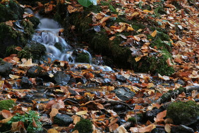 Stream flowing through forest