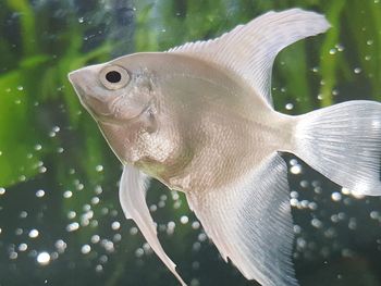 Close-up of fish swimming underwater