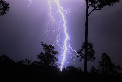 Low angle view of silhouetted trees against sky at night