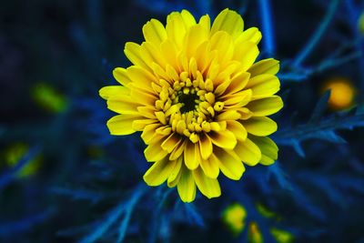 Close-up of yellow flowering plant