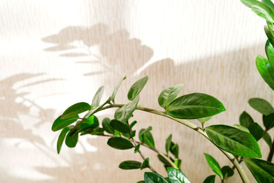 Close-up of plant leaves
