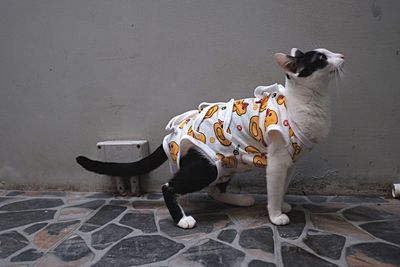 Dog standing against white wall
