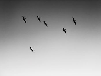 Low angle view of birds flying in the sky