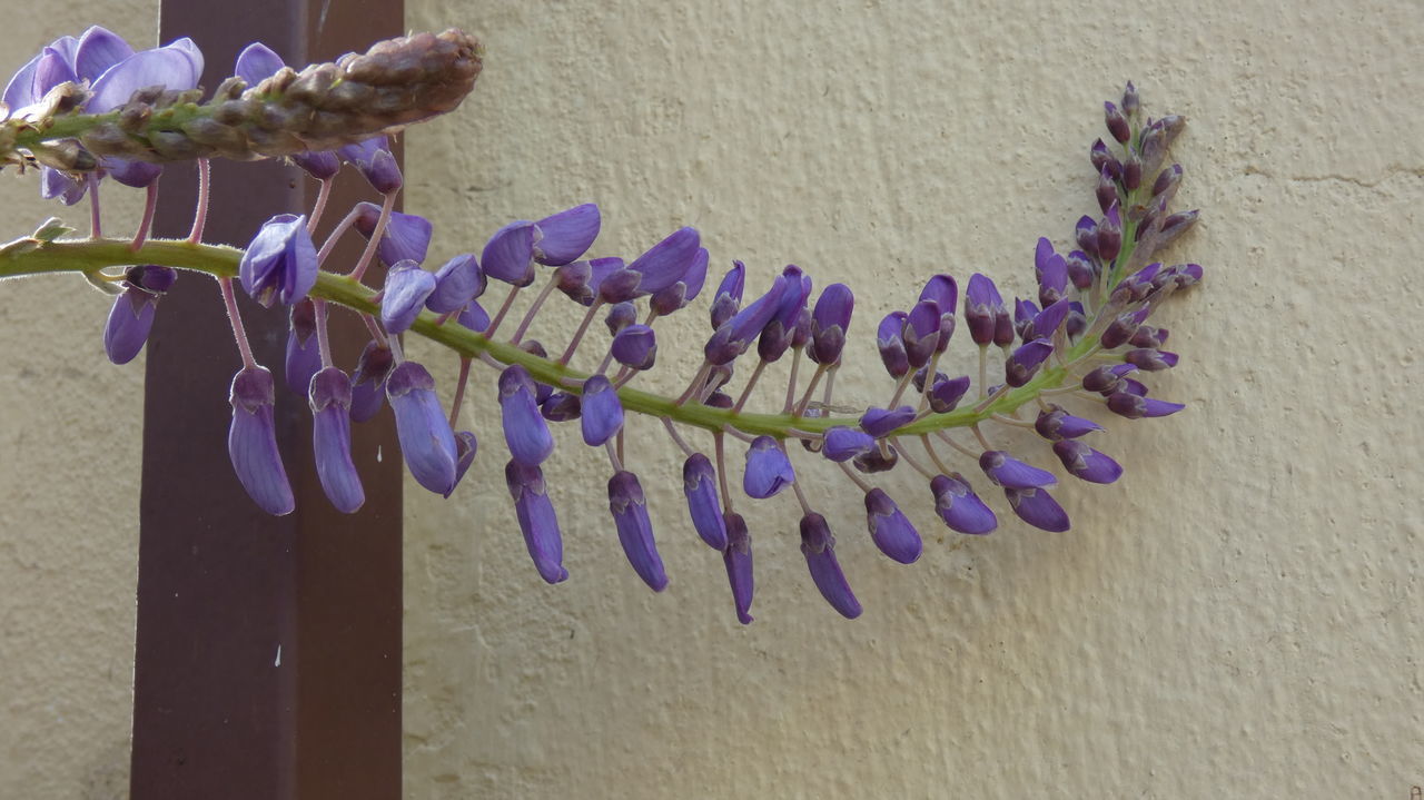 CLOSE-UP OF PURPLE FLOWER HANGING AGAINST WALL