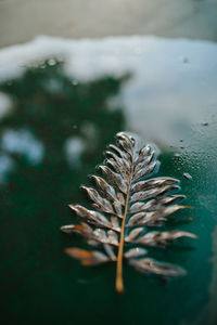 Close-up of dry leaves on plant