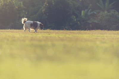 Dog running in a field