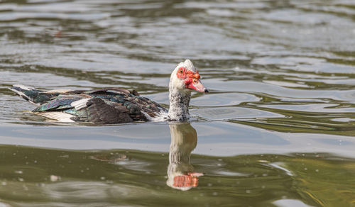 Bird swimming in lake