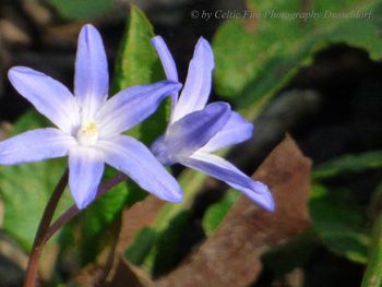 Close-up of purple flowering plant