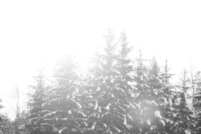 Low angle view of trees against clear sky