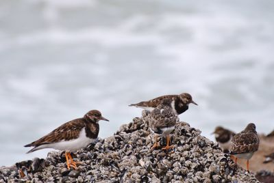 Birds perching on rock