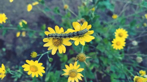 Close-up of yellow flowering plant