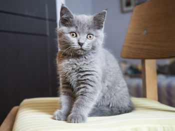 Close-up portrait of kitten sitting on chair