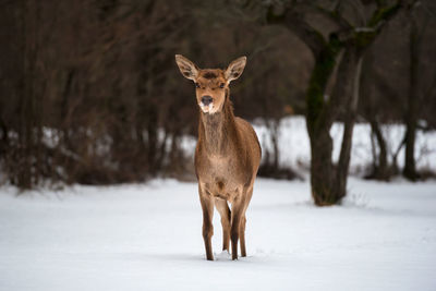 Mammal standing on snow covered land