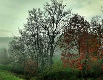 Bare trees on field against sky