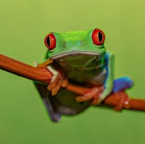 Close-up portrait of a frog