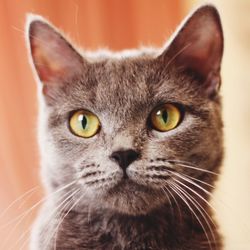 Close-up portrait of a cat