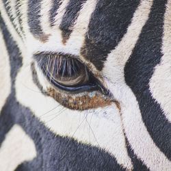 Close-up of zebra eye