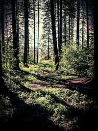 Trees in forest