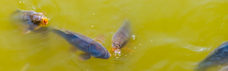 High angle view of fish swimming in water