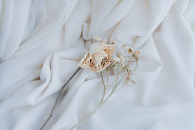 Close-up of white rose on bed