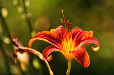 Close-up of day lily blooming in park