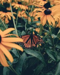 Close-up of butterfly pollinating on flower