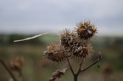 Close-up of dried thistles