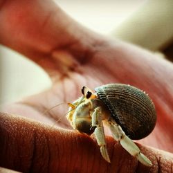 Close-up of hermit crab on finger
