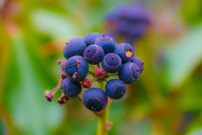 Close-up of berries hanging on plant