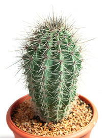 Close-up of cactus growing in pot