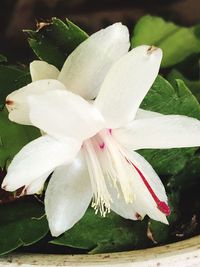 Close-up of white flower