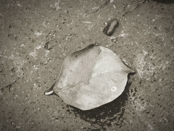 Close-up of broken sand on beach