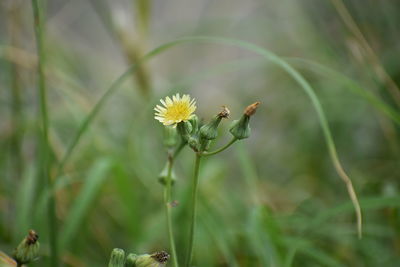 Close-up of bee on flower blooming in field