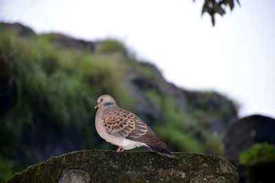 Close-up of bird perching on rock