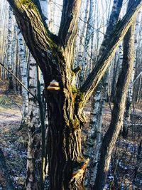 Trees growing in forest