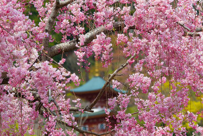 Close-up of pink cherry blossoms in spring