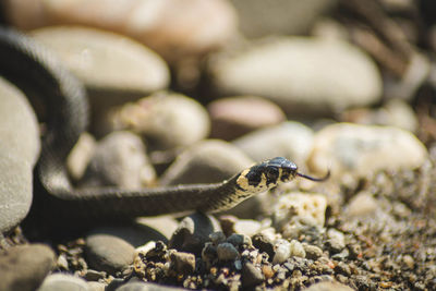 Close-up of lizard on rock