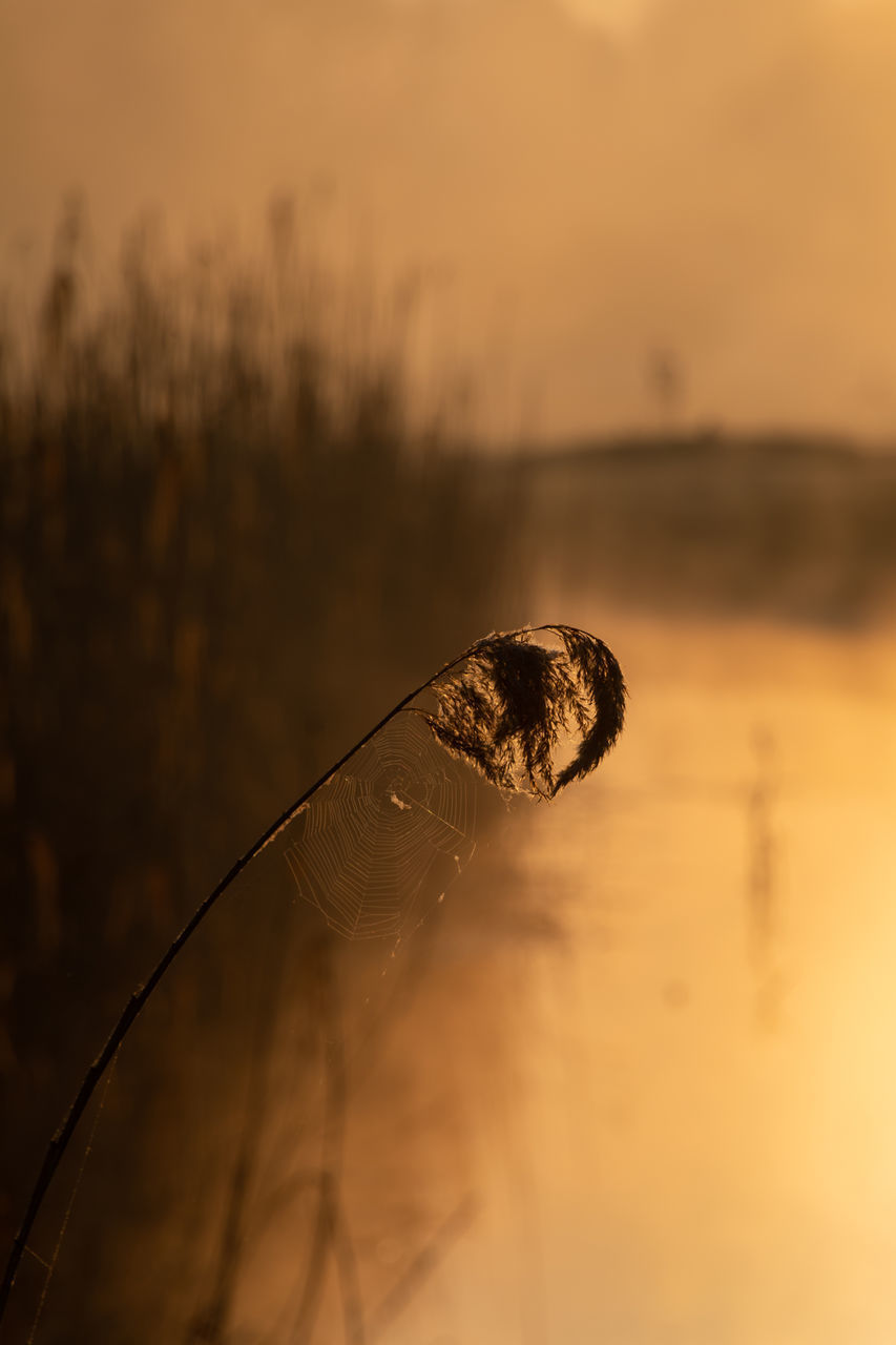 CLOSE-UP OF ORANGE PLANT IN WATER