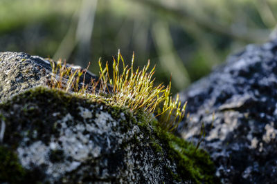 Close-up of moss growing on rock