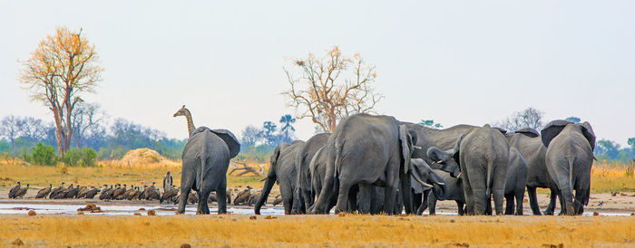 View of elephants drinking  against sky 