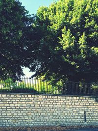 View of trees growing by wall