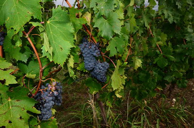 Grapes growing in vineyard