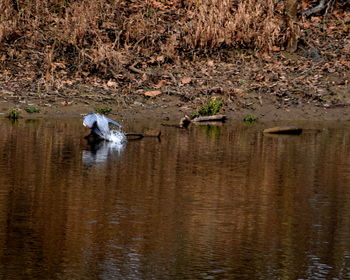 Ducks swimming in river