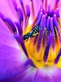 Close-up of insect on purple flower