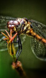 Close-up of an animal