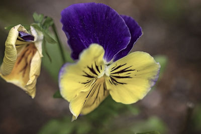 Close-up of yellow flowering plant